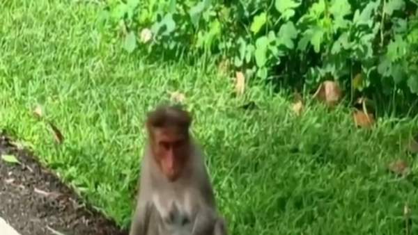  குரங்குகள் 