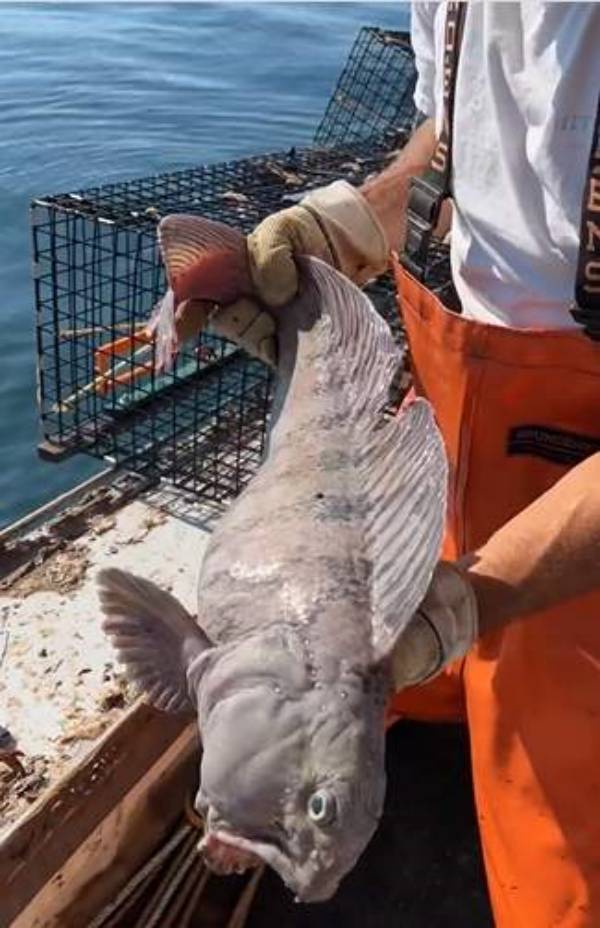  எப்படி வசிக்கும்?