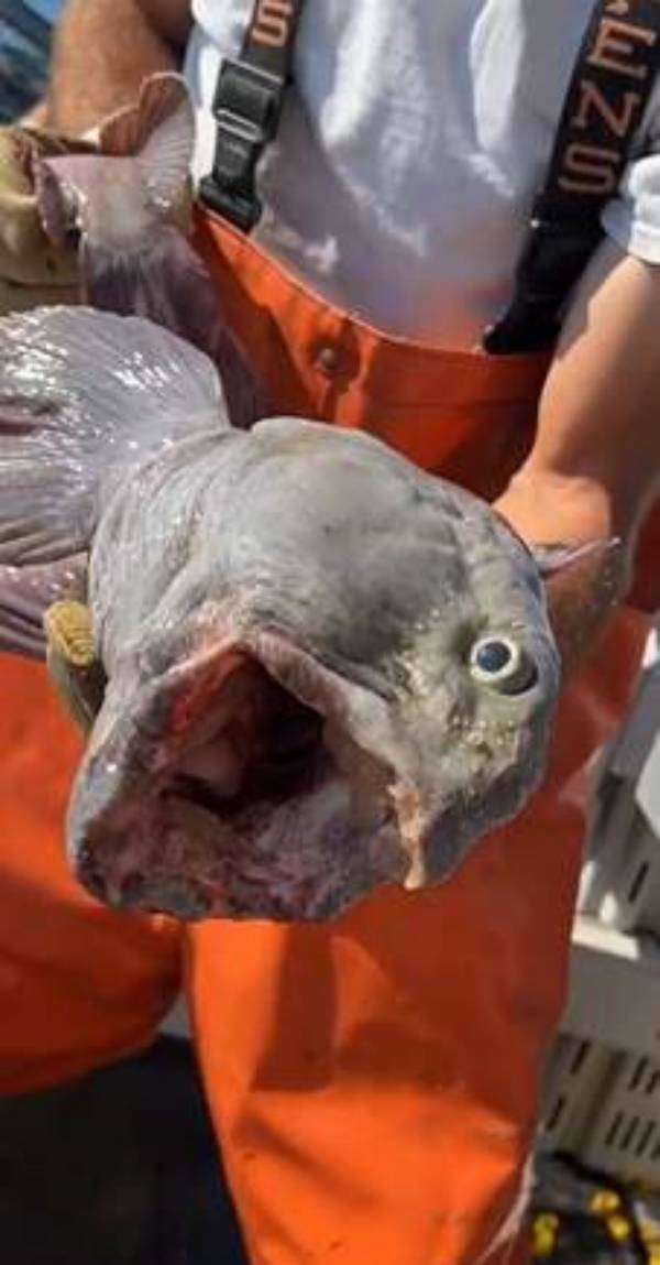 தோற்றம் 