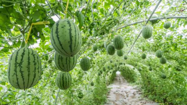  பணம் வேண்டாம்