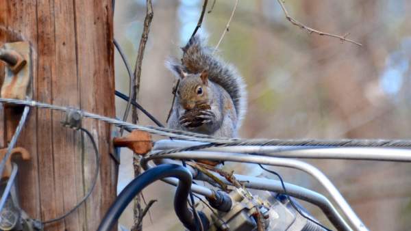 அணில்கள் 