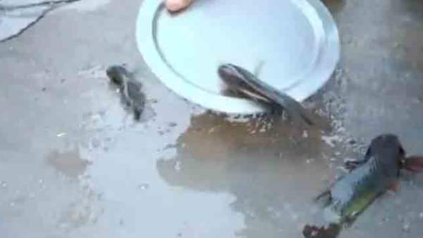 முதல்முறை இல்லை முதல்முறை இல்லை