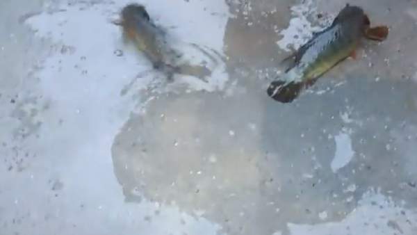 மீன் மழை மீன் மழை