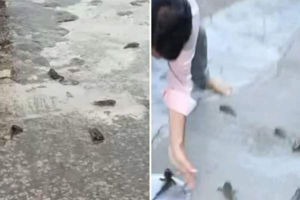 மீன்கள் மீன்கள்