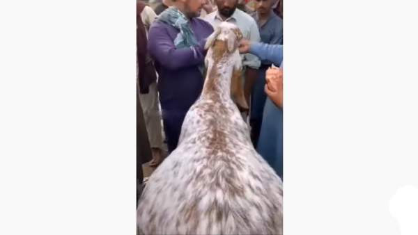  குர்பானி