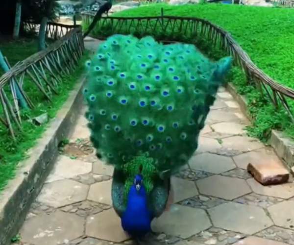 5 லட்சம் லைக்குகள் 5 லட்சம் லைக்குகள்