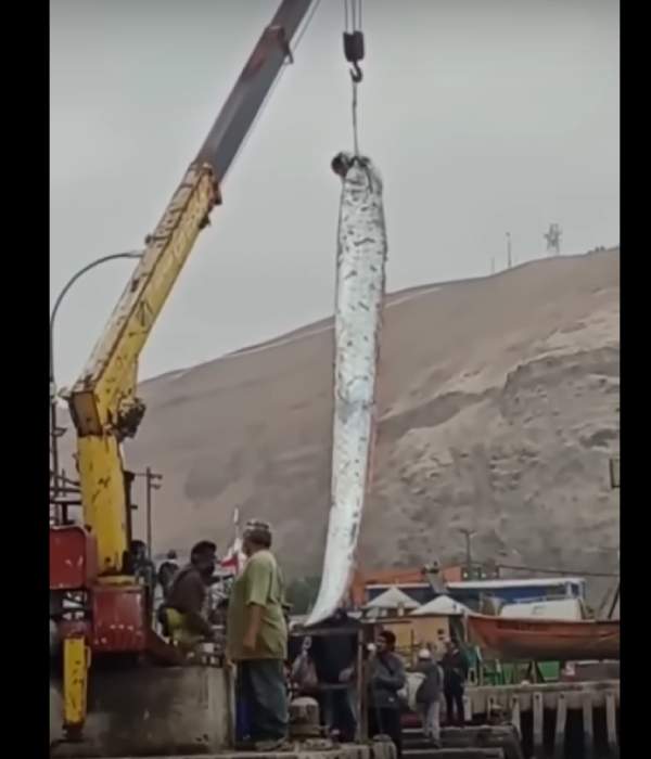  36 அடி வரை வளருமா?