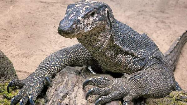 உடும்பு 