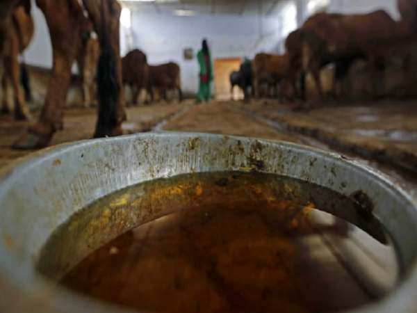  கோமியம் பிடித்துக் கொடுத்தால் காசு 