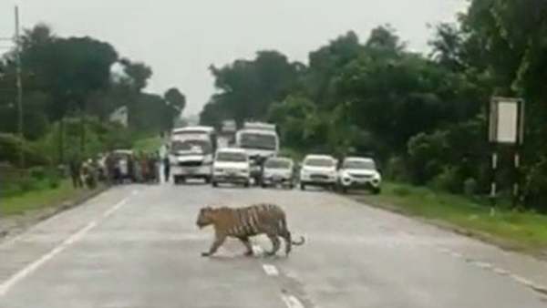 புலிக்கு கிரீன் சிக்னல் புலிக்கு கிரீன் சிக்னல்