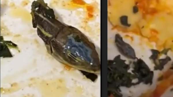  பாம்பு தலை