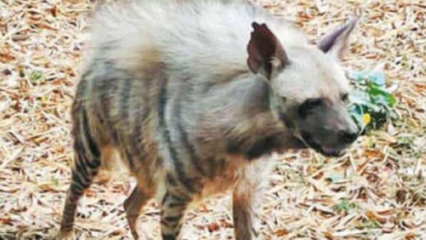  வெங்கட் பலி