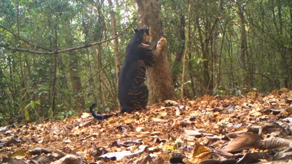 புலிகள் எண்ணிக்கை 