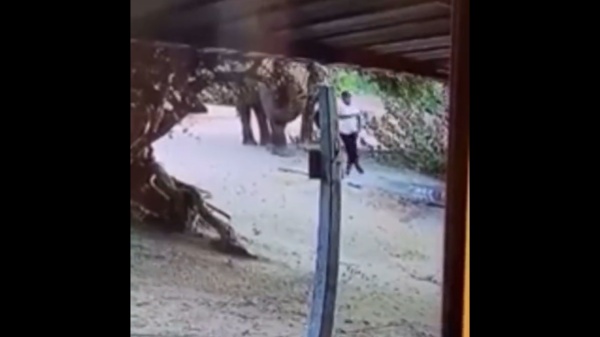  ஓடி வந்த யானை