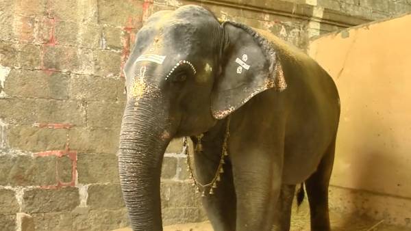 வாக்கிங் செல்லும் யானை வாக்கிங் செல்லும் யானை