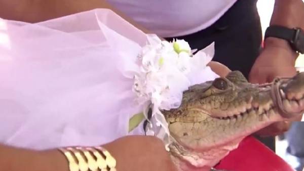 7 வயது முதலை