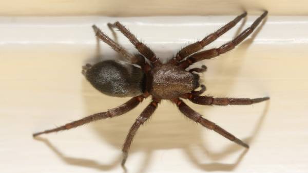 பைன் பைன்