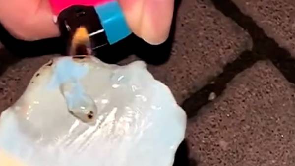 இயற்கையான மூலப் பொருட்கள்