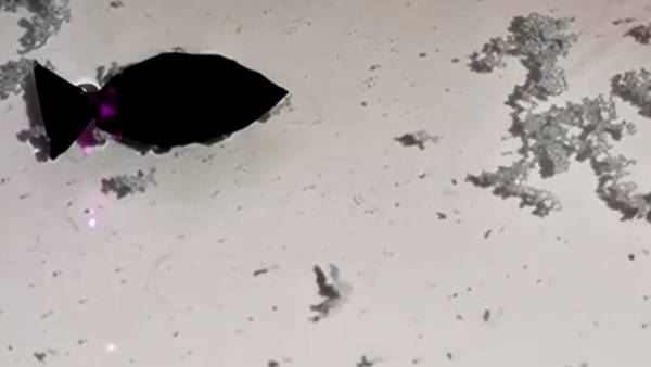  வேகமாக நீந்த முடியும்