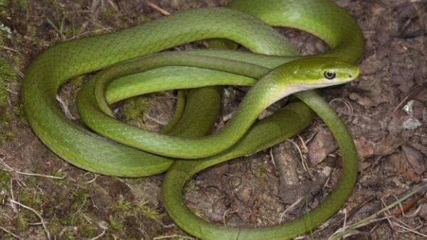  பச்சை பாம்பு