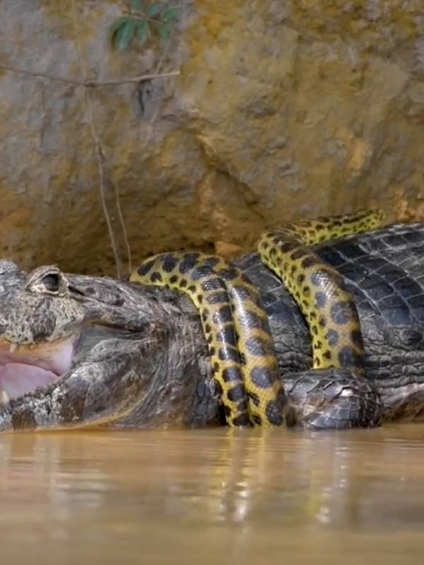  அனகோண்டாக்கள் 