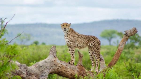  70 ஆண்டுகளுக்கு பிறகு...