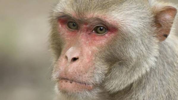 மனித மிருக மோதல் மனித மிருக மோதல்