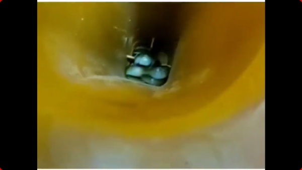 புதர்களுக்குள் பாம்பு 