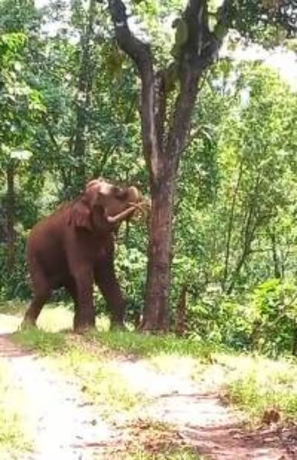  வனத்துறை நடவடிக்கை