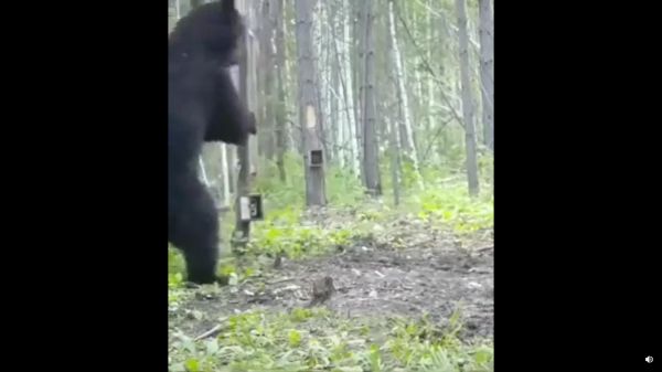 கரடி வீடியோ