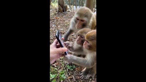 குரங்கு 