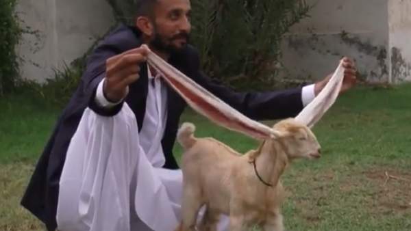 பெயர் சிம்பா பெயர் சிம்பா