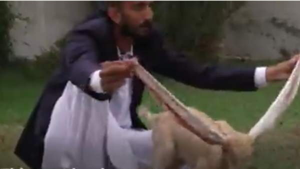 காதுக்கு பை காதுக்கு பை