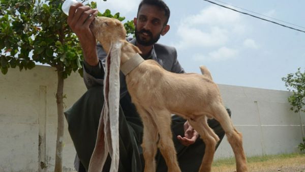 சிறப்பான காதுகள் சிறப்பான காதுகள்