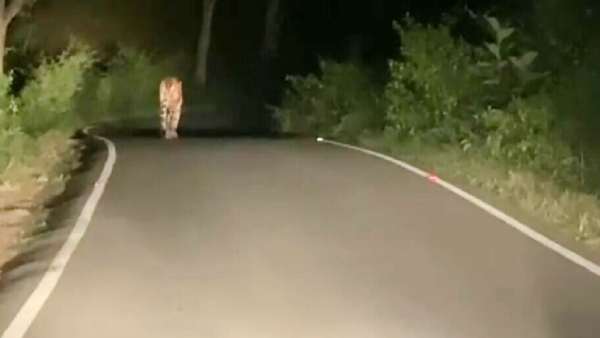 டி 23 புலி 