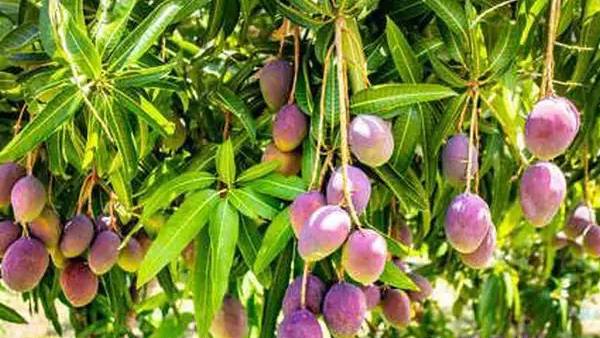 எவ்வளவு பாதுகாப்பு? 