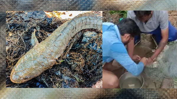  ஆக்ரோஷம் காட்டிய பாம்பு