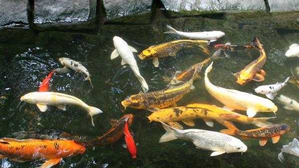 மீன் வளர்ப்பு 