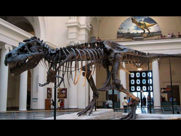 படிம எலுப்புக்கூடுகள் கிடைத்தன