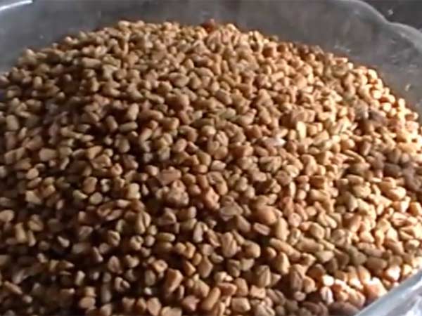  வெந்தயம் 