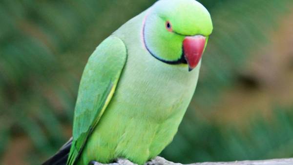 செல்லப்பிராணிகள் 