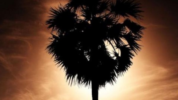  மரத்தில் குடியேறிய கணவர்