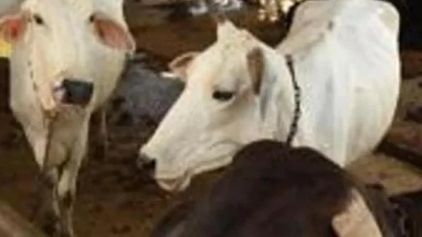 அடித்தே கொன்ற மக்கள் 