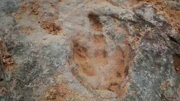  இரண்டு வகையான டைனோசர்கள்