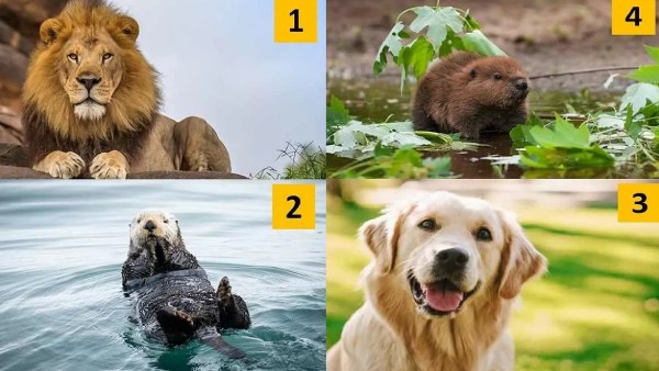 4 விலங்குகளில் எதை தேர்ந்தெடுப்பீர்கள் 4 விலங்குகளில் எதை தேர்ந்தெடுப்பீர்கள்