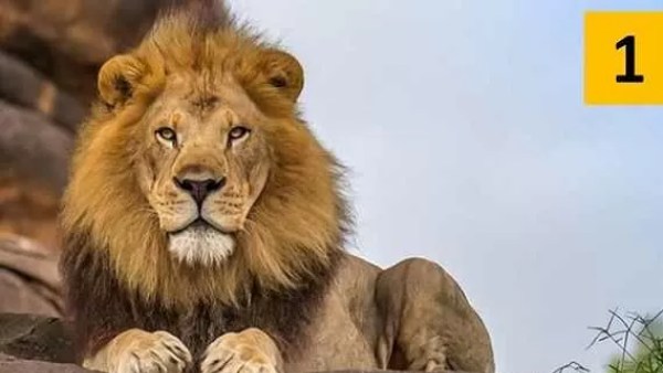 சிங்கத்தை தேர்வு செய்தால் சிங்கத்தை தேர்வு செய்தால்