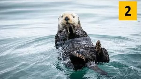 நீர் நாயை தேர்வு செய்தால் நீர் நாயை தேர்வு செய்தால்