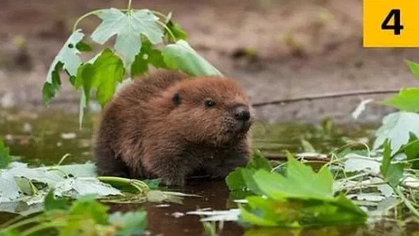 நீர் எலியை தேர்வு செய்தால் நீர் எலியை தேர்வு செய்தால்