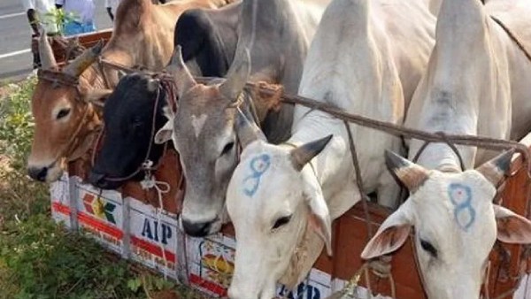 3 பேர் கைது- தொடர் விசாரணை 