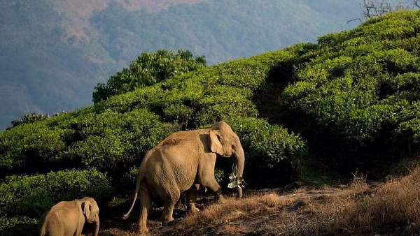 The central government has declared Agathiyar Hills region as one more elephant sanctuary for Tamil Nadu The central government has declared Agathiyar Hills region as one more elephant sanctuary for Tamil Nadu
